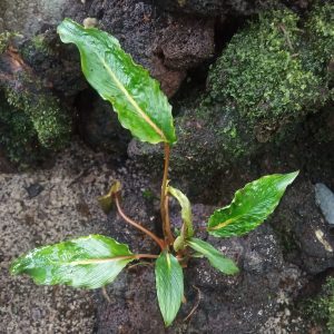 Homalomena Polyneura