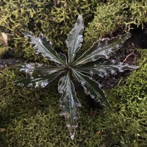Labisia Pinnatifidum Purple