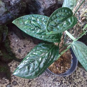 Monstera Karstenianum