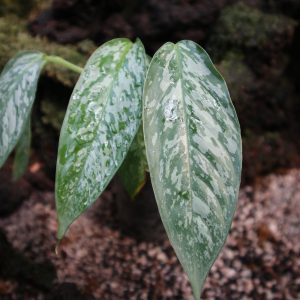 Schismatoglottis Sp. Army Papua New Guinea
