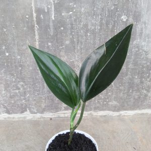 Scindapsus Treubii Dark