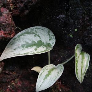 Scindapsus Sprinkle Platinum