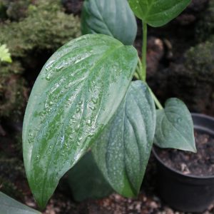 Schindapsus Prakensis Green