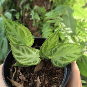 Anthurium Silver Blush