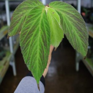Begonia Green Line