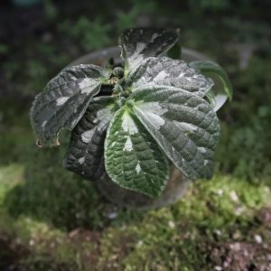 Elatostema Sp Borneo