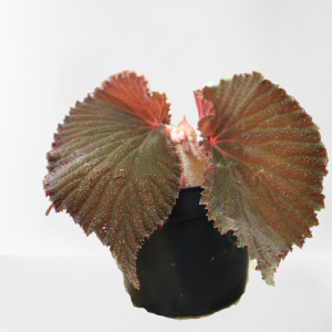 Begonia Sp. Lambi