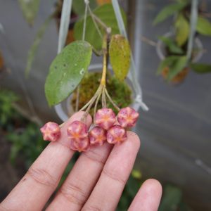Hoya Lasiantha