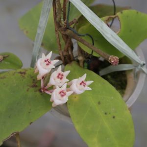 Hoya Mitrata