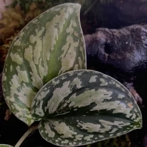 Scindapsus Sp.Pictus