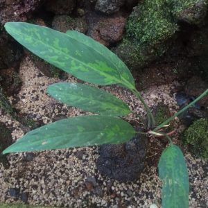 Schismatoglottis Tecturata