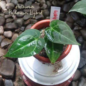 Anthurium Papilaminum hybrid