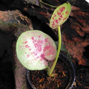 Caladium One World