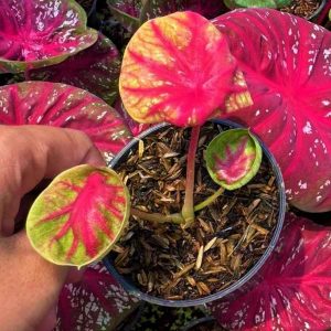 Caladium Tora