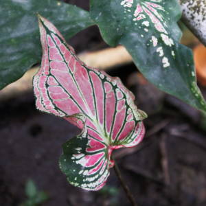 Caladium Wayang