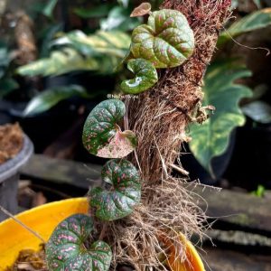 Piper sp Variegated Papua