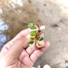 Bucephalandra Variegated