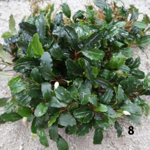 Bucephalandra Super Blue