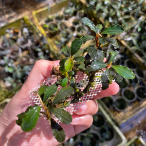 Brownis (On the Mesh)