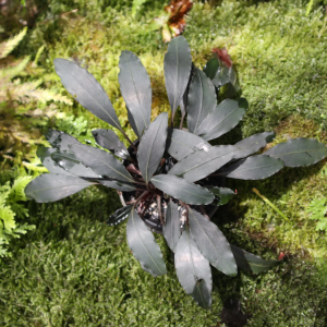Bucephalandra sp Afika