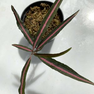 Labisia sp. "Pink Midway"