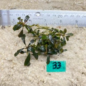 Brownie Mocha Phantom 33