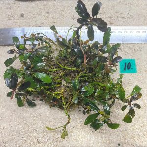 Brownie Brown Sugar 10