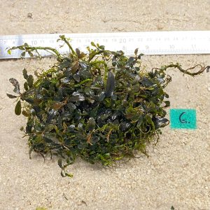 Brownie Amber Metalic 6