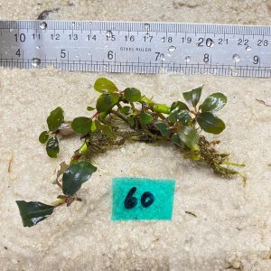 Brownie Jade Metalic 60