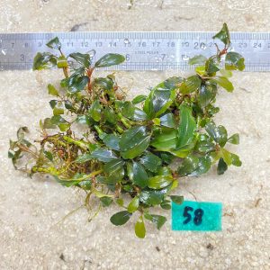 Brownie Jade Meatlic 58