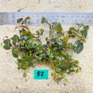 Brownie Amanda Metalic 57