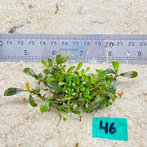 Brownie Lime Green 46