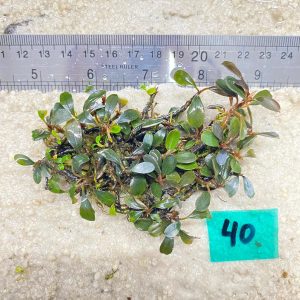 Brownie Blue Metalica 40