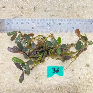 Brownies Burgundy 36