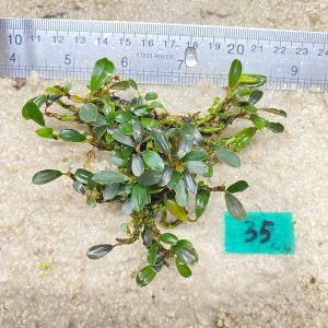 Brownie Blue Metalica 35