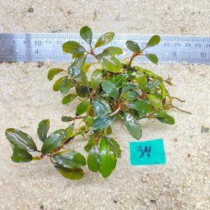 Brownie Red Metalica 34