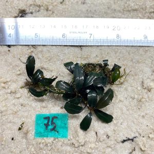 Brownie Deep Blue 75