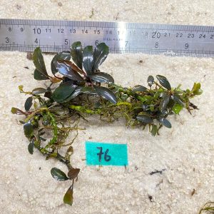 Brownies Burgundy 76