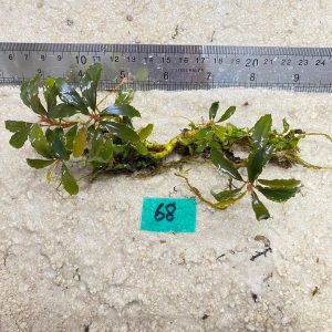 Brownie Amanda Metalic 68