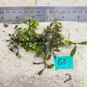 Brownie Amanda Violet 67