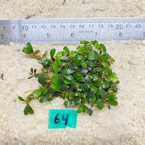 Brownie Jade Green 64