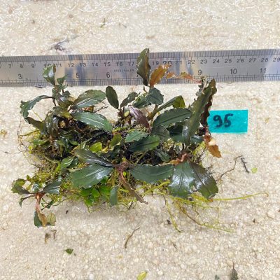 Bucephalandra Lamandau Metallic 95