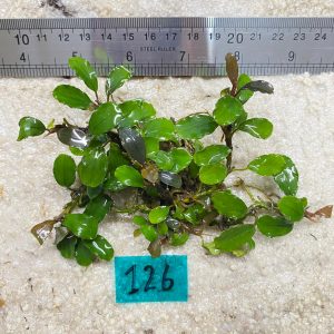 Lamandau Curly Brown 126