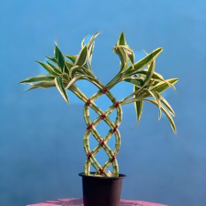 Green 8 trellis with leaf