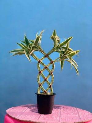 Green 8 trellis with leaf