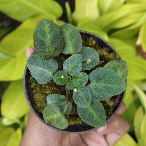 Homalomena sp.Velvet