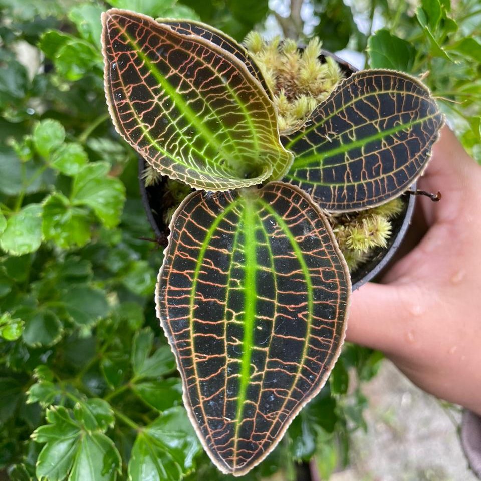 Macodes Sanderiana