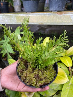 Selaginella Sp.