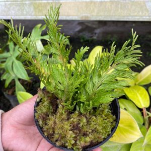 Selaginella Sp.