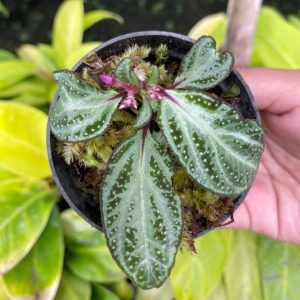 Sonerila-Sp.-Sumatra